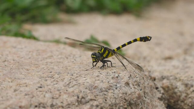 Yellow-Spotted Skimmer (Libellula flavida) Dragonfly Perched on Ground