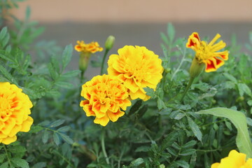 Marigold flower or the Tagetes erecta