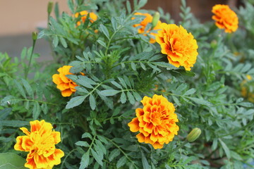 Marigold flower or the Tagetes erecta