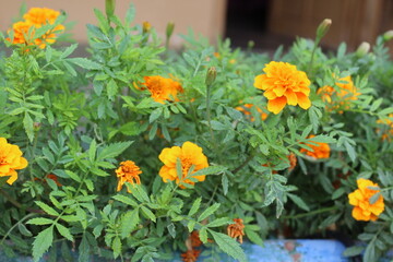Marigold flower or the Tagetes erecta