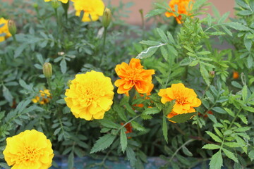 Marigold flower or the Tagetes erecta