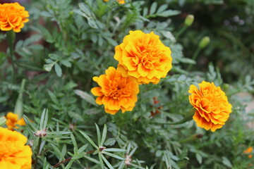 Marigold flower or the Tagetes erecta