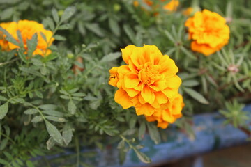 Marigold flower or the Tagetes erecta