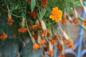 Marigold flower or the Tagetes erecta