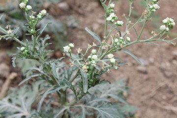 Parthenium hysterophorus, Congress grass, carrot grass or Santa Maria feverfew