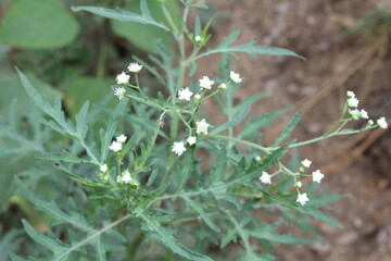 Parthenium hysterophorus, Congress grass, carrot grass or Santa Maria feverfew