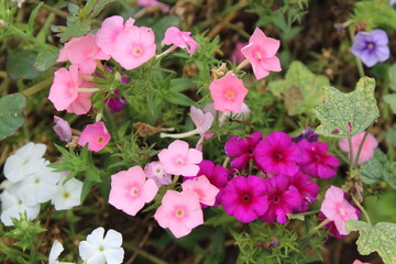 The beautiful Phlox flowers in a garden 