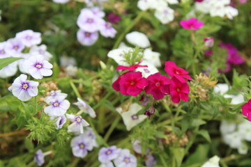 The beautiful Phlox flowers in a garden 