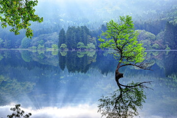 北竜湖の水没林