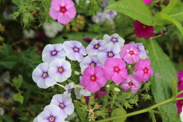 The beautiful Phlox flowers in a garden 