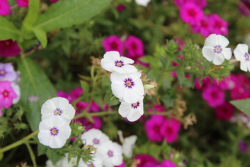 The beautiful Phlox flowers in a garden 