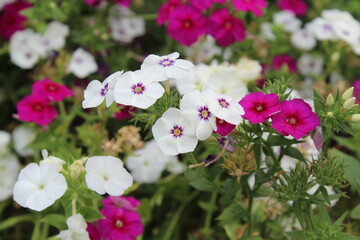 The beautiful Phlox flowers in a garden 