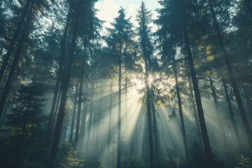 Obraz premium Exploring a Dense Forest of Towering Pine Trees: A Serene Escape into Nature's Beauty