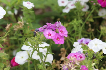 The beautiful Phlox flowers in a garden 