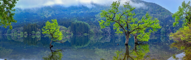 北竜湖の水没林（パノラマ）