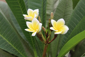 Plumeria or the Frangipani beautiful flowers 