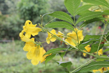 Tecoma stans, Yellow elder or the yellow trumpetbush