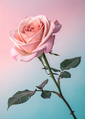 pink roses on a grunge background, pink rose background, Elegant one Pink Rose alive Soft Pastel Background, pink rose on blue background