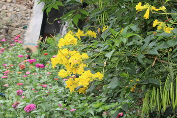 Tecoma stans, Yellow elder or the yellow trumpetbush
