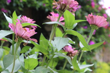 Common zinnia or Zenia flowers in a garden