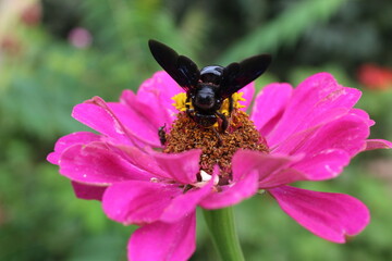 Common zinnia or Zenia flowers in a garden