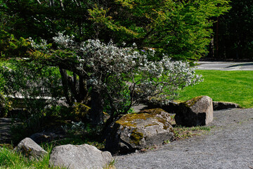 Tranquil outdoor scene with tree, rocks, and greenery in Reykjavik, Iceland
