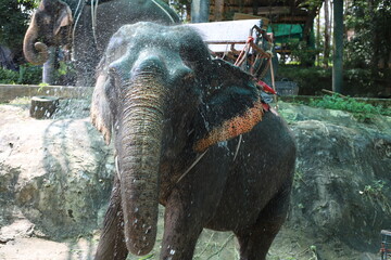 Asian elephant being sprayed with water, close-up view of face and trunk, colorful saddle on its...