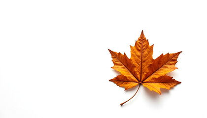 Fototapeta premium Autumn leaves on white background showcasing vibrant orange colors 