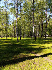 Idyllic birch grove in a sunny summer park, white trunks and fresh green grass under dappled sunlight. Perfect peaceful nature and Russian landscape