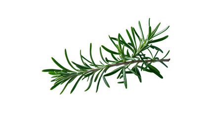 Fresh Sprig of Rosemary Isolated on Transparent Background