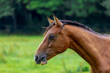 Close up face of brown horse in the field in summer, Selective focus head of the orange horse...