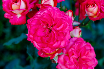 Several Pink Roses and Buds with Green Foliage