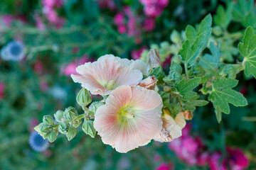 Hollyhock Flowers with Buds and Foliage