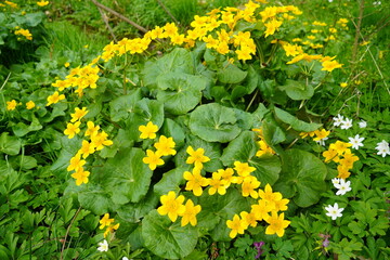 Bright yellow wildflowers bloom vibrant in a lush green meadow during springtime, creating a stunning display of nature's beauty filled with life and color