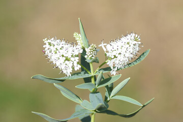 Close up Hebe 'Blue Star'. White flowers. Dutch garden, Summer, July.	