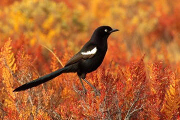 Obraz premium A solitary blackbird stands amidst a vibrant tapestry of autumn foliage, its gaze piercing through the warm hues
