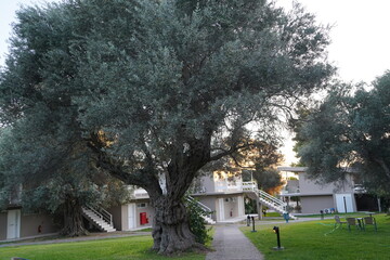 Majestic olive tree stands proudly amidst modern architecture at sunset, blending nature with human...