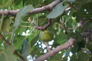 Ripening fig hangs gracefully amidst lush green leaves in a warm, sunny garden during the golden hour in early summer