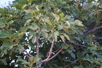 Fig tree branches adorned with lush green leaves swaying gently under the soft evening light in a serene garden setting