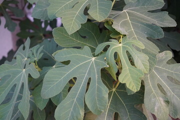 Intricate fig tree leaves basking in the warm sunlight, creating a lush green tapestry of nature's design in a serene garden setting during the late afternoon