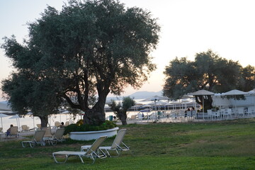 Sunset brings tranquility as guests unwind under olive trees at a serene coastal resort in Greece, enjoying lazy summer evenings by the water's edge