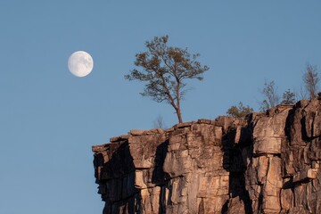 A Lone Tree Stands Against a Tranquil Moonlit Sky