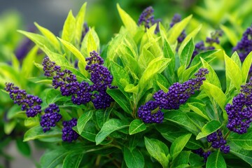 A vibrant display of purple flowers blooming amidst lush green leaves, capturing a moment of nature's beauty