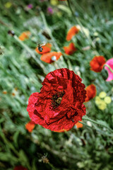 fiori di giardino