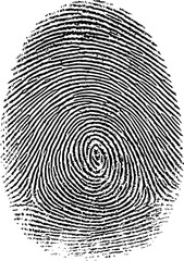 Detailed black fingerprint pattern for biometric study