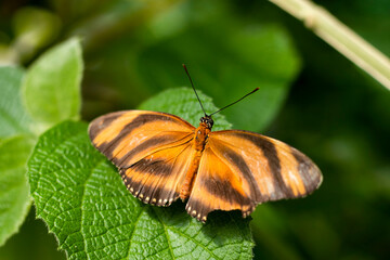 orange butterfly on leaf