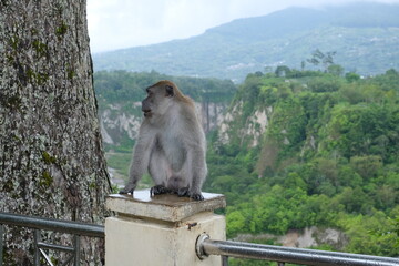 A wild monkey perches on a railing post near a tree, overlooking the lush green cliffs of Ngarai Sianok in Bukittinggi, Indonesia.
