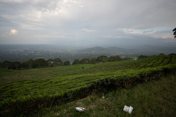 Wide view of tea fields and distant hills in evening glow with soft overcast light and scattered...