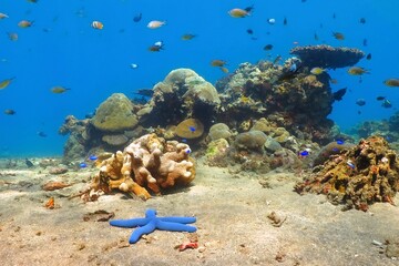 Vivid blue starfish (sea star) and rich tropical coral reef with the swimming fish. Blue ocean,...