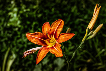 fiori di giardino